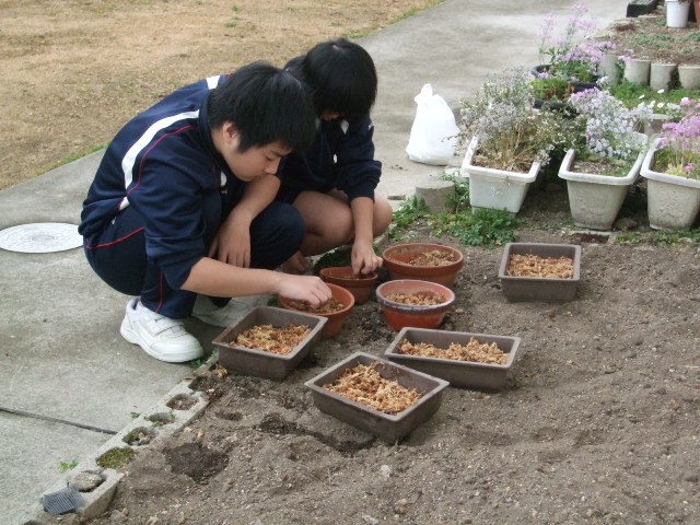 活動レポート サギソウの球根の植え付け こどもエコクラブ