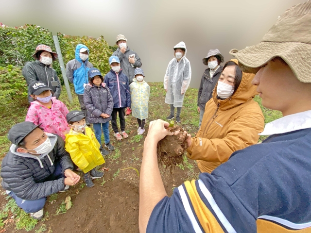 こども環境ラボの畑で育ったサトイモの収穫と料理