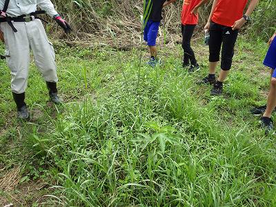 三島江野草地区の環境調査 ④