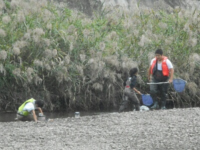 明石川下流調査