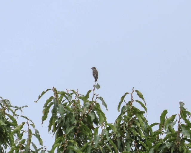 定例野鳥観察