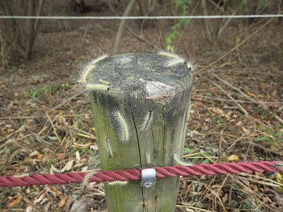 三島江野草地区の環境調査 ⑦