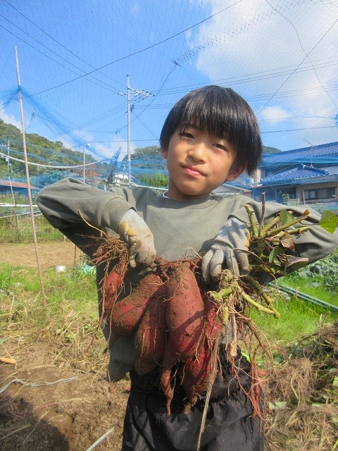 芋掘りと焼きいも