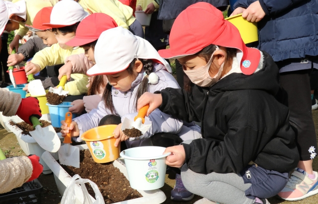 チューリップの球根植え付け