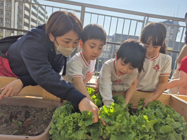 野菜収穫