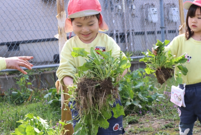 ほうれん草の収穫