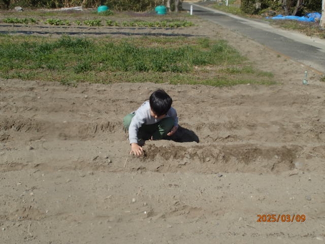 蕎麦の種まき