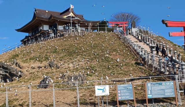 蕪島　ウミネコの観察