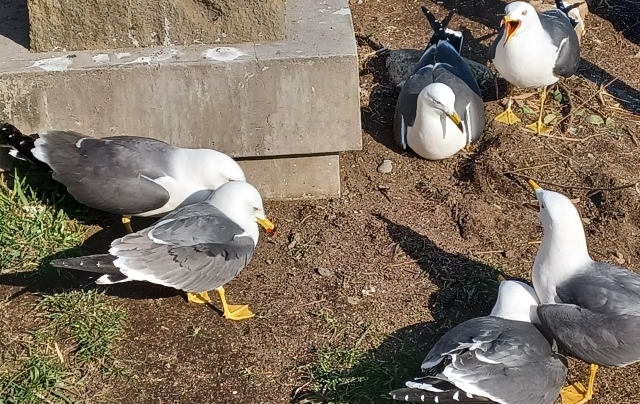 蕪島　ウミネコについて観察